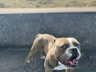 Olde English Bulldogge dogs Rolo - Advert 1