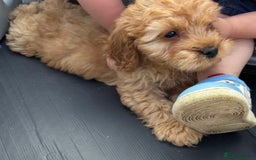 Cockapoo dogs for sale: Beautiful Cockapoo pups looking for forever homes in Treharris - Image 9