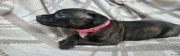 Staffordshire Bull Terrier dogs for sale: Staffy pups in Coleford - Advert 10