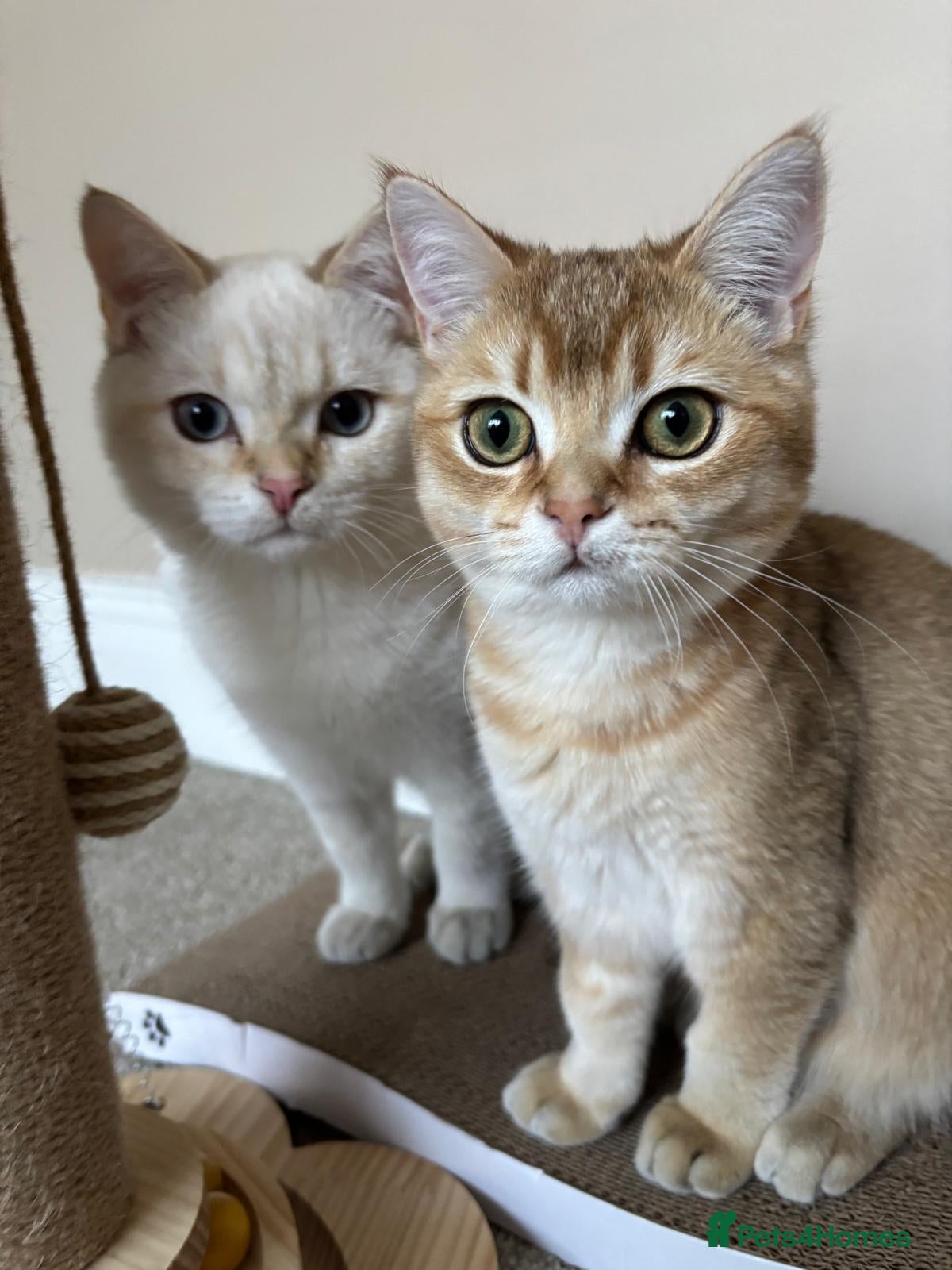 British Shorthair cats Rare Bonded Pair British Shorthairs - Advert 2