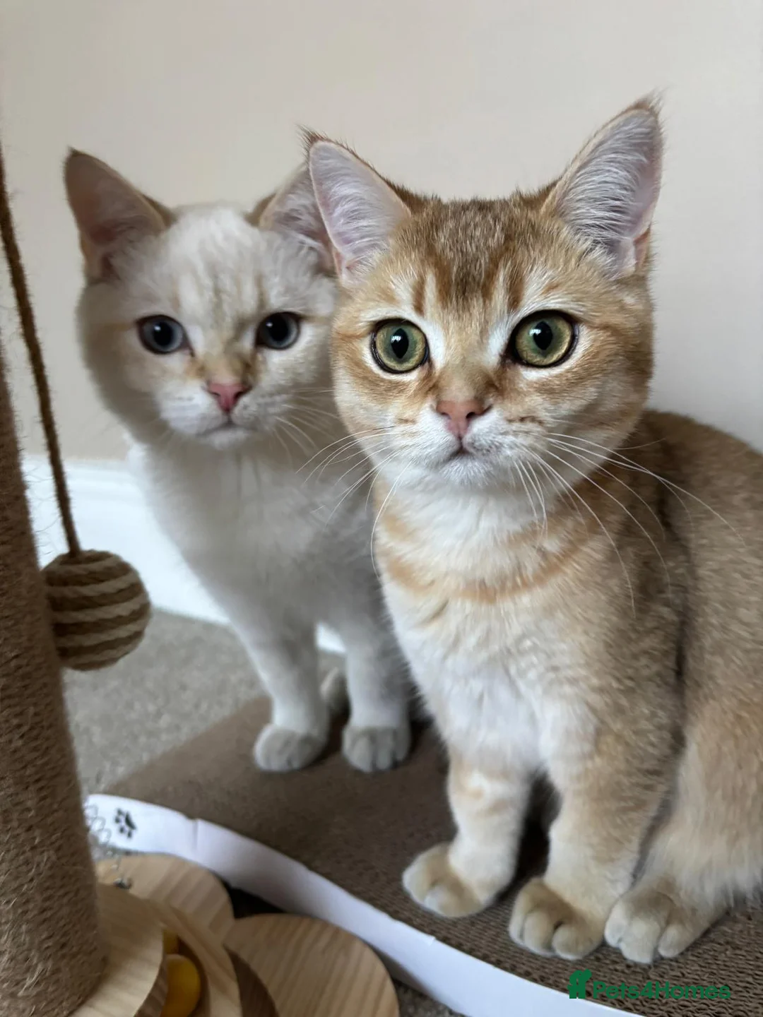 British Shorthair cats for sale: Rare Bonded Pair British Shorthairs - Advert 1