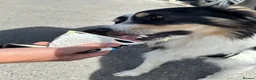Border Collie dogs for sale: Border collie - male  in Sheffield - Advert 3