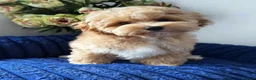 Maltipoo dogs for sale: Exceptional F1 Asian Maltipoo puppies - Advert 8