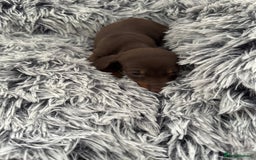 Miniature Dachshund dogs for sale: Miniature Dachshund puppies - Image 13