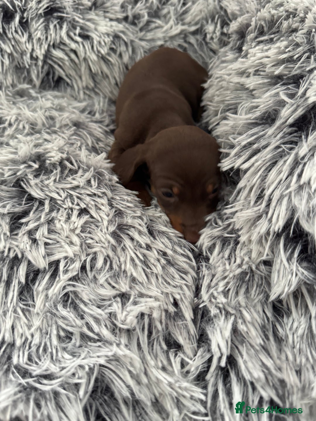 Miniature Dachshund dogs for sale: Miniature Dachshund puppies - Image 13