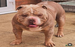 American Bully dogs for sale: Quality pocket/micro bully pups  - Advert 5