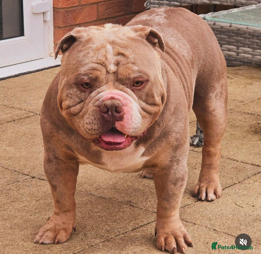American Bully dogs for sale: Quality pocket/micro bully pups  - Advert 5