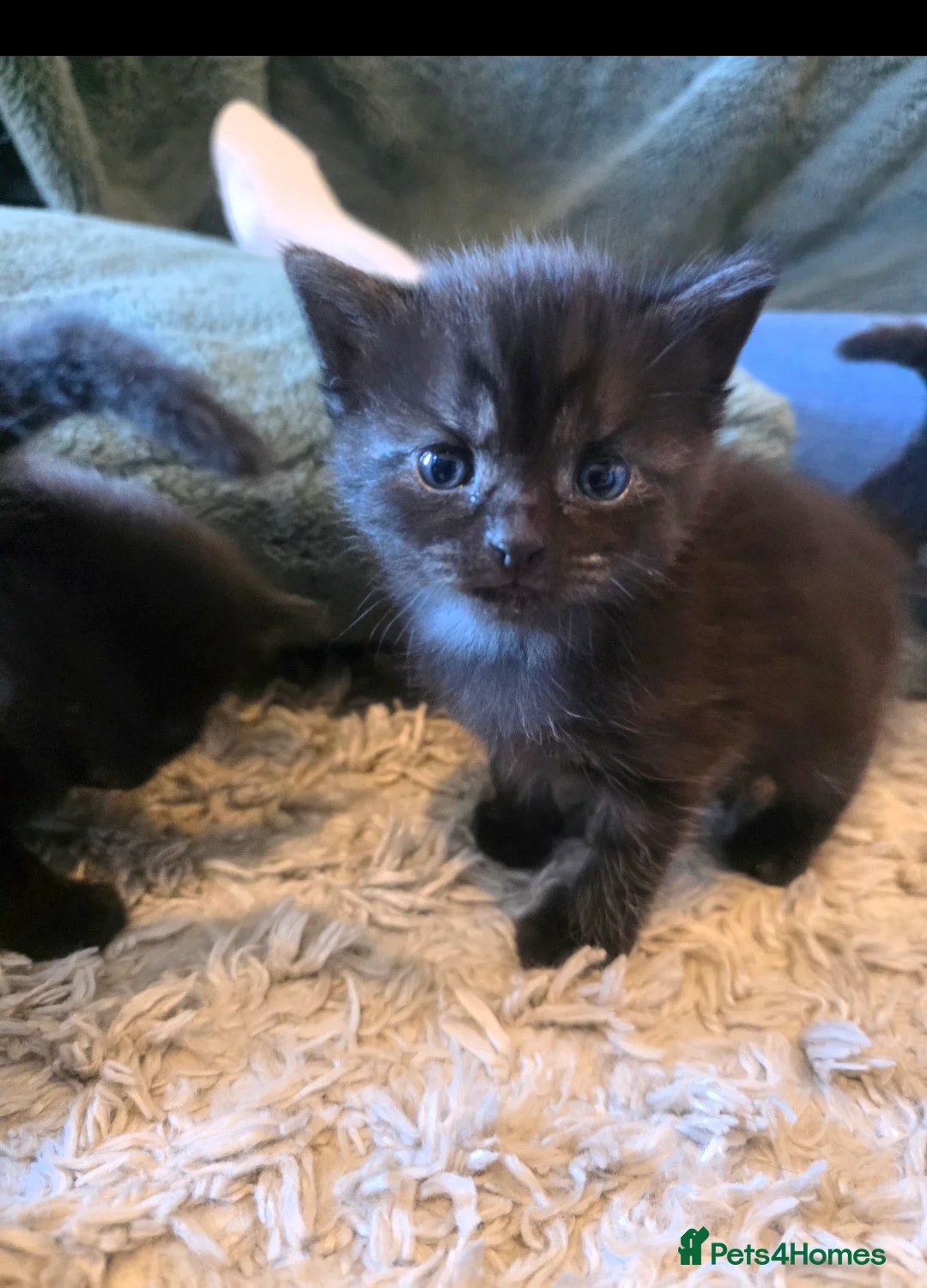 Mixed Breed cats for sale: BSH X RAGDOLL (2nd Gen) - Advert 2