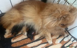Pomeranian dogs for sale: Beautiful Pomeranians babies ready now! - Image 9