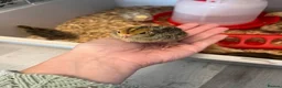 Quail poultry for sale: Japenese quail  - Advert 5