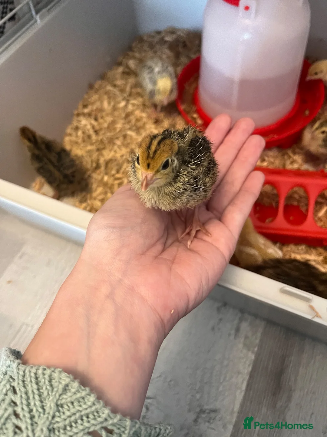 Quail poultry for sale: Japenese quail  - Advert 5