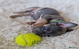 French Bulldog dogs for sale: Rosie litter  - Image 6