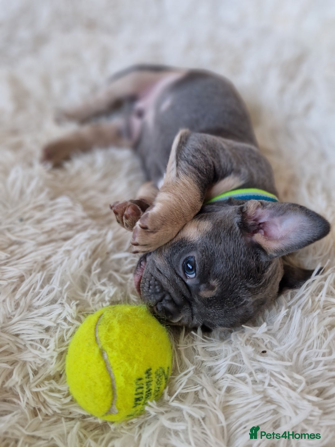 French Bulldog dogs for sale: Rosie litter  - Image 6