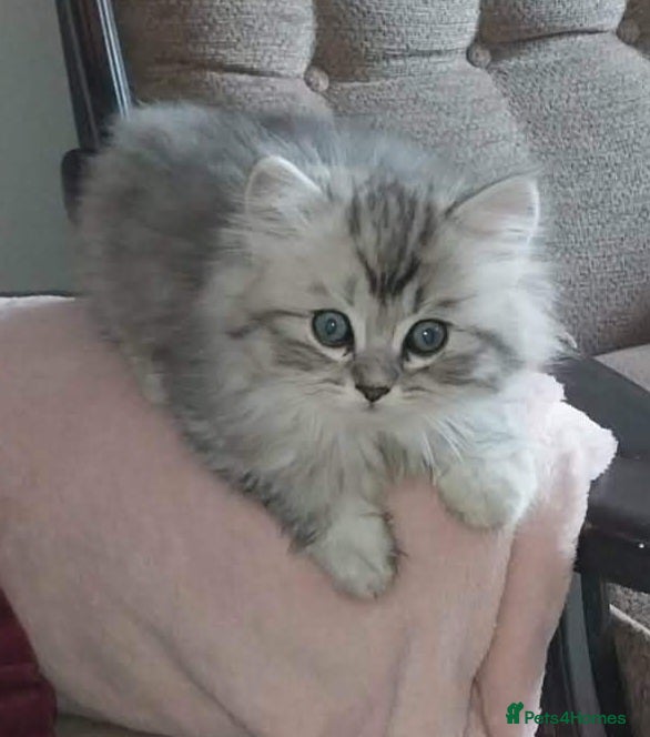 Persian cats Persian chinchilla  - Advert 1