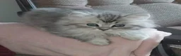 Persian cats for sale: 1male 1female Persian chinchilla  - Advert 9