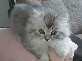Persian cats Persian chinchilla - Advert 1