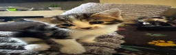 Mixed Breed cats for sale: Beautiful kittens - Advert 6