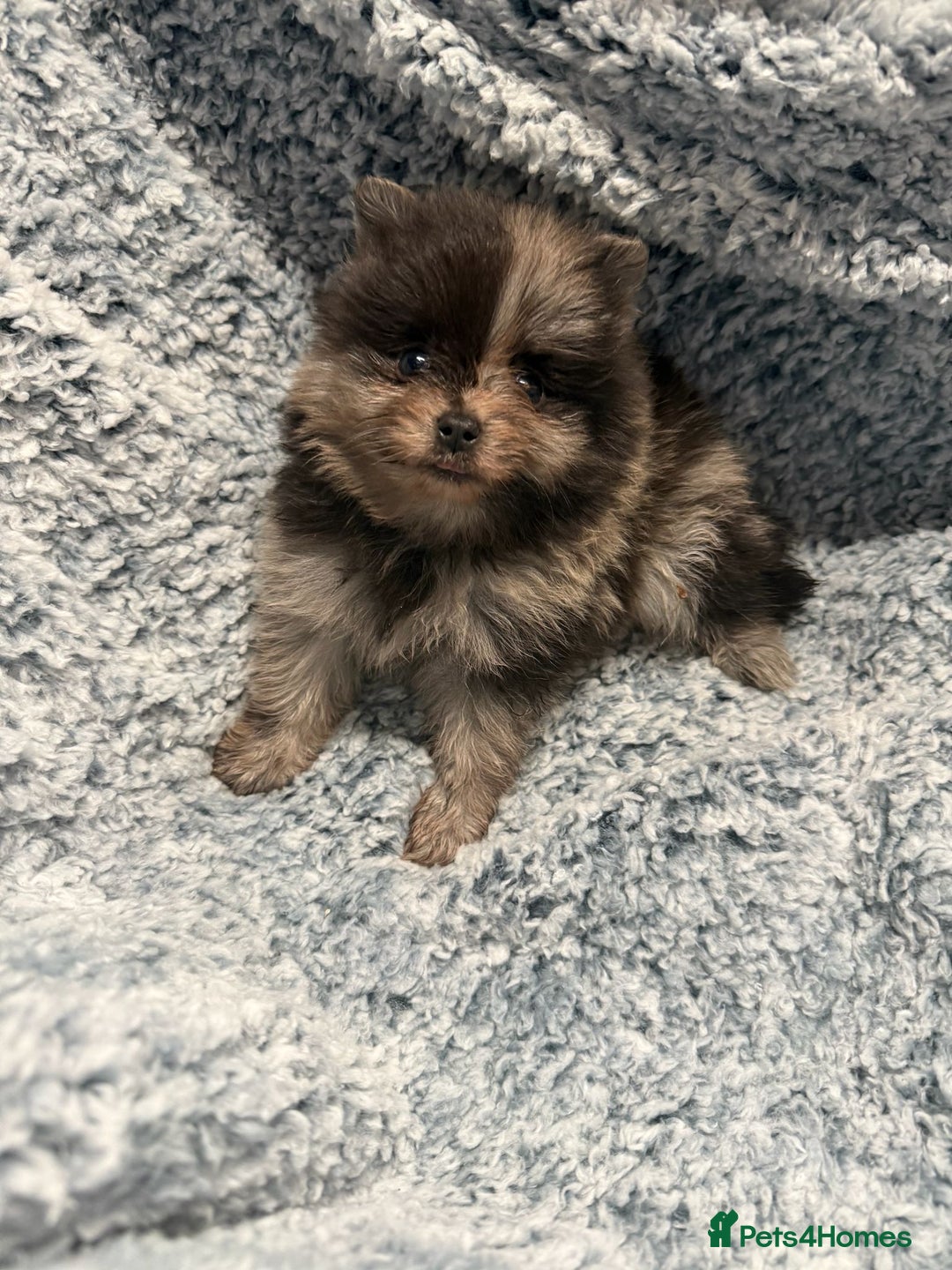 Pomeranian dogs for sale: Puppies Ready for new homes  - Advert 11