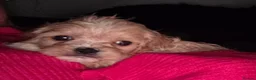 Cava Tzu dogs for sale: Cava tzu puppies - Advert 9