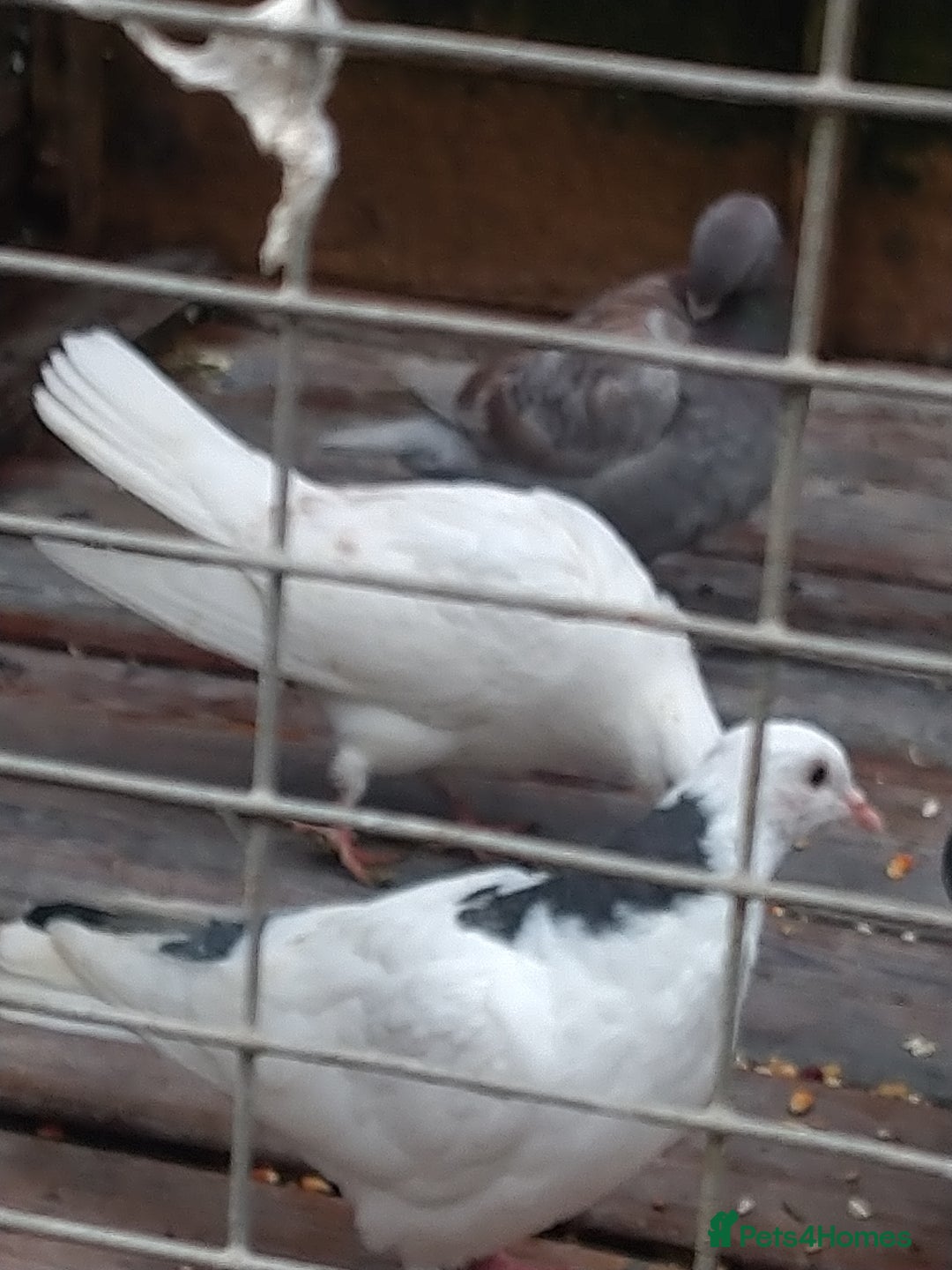 Pigeons birds for sale: Young tipplers/tumblers & racers £3 each - Image 18