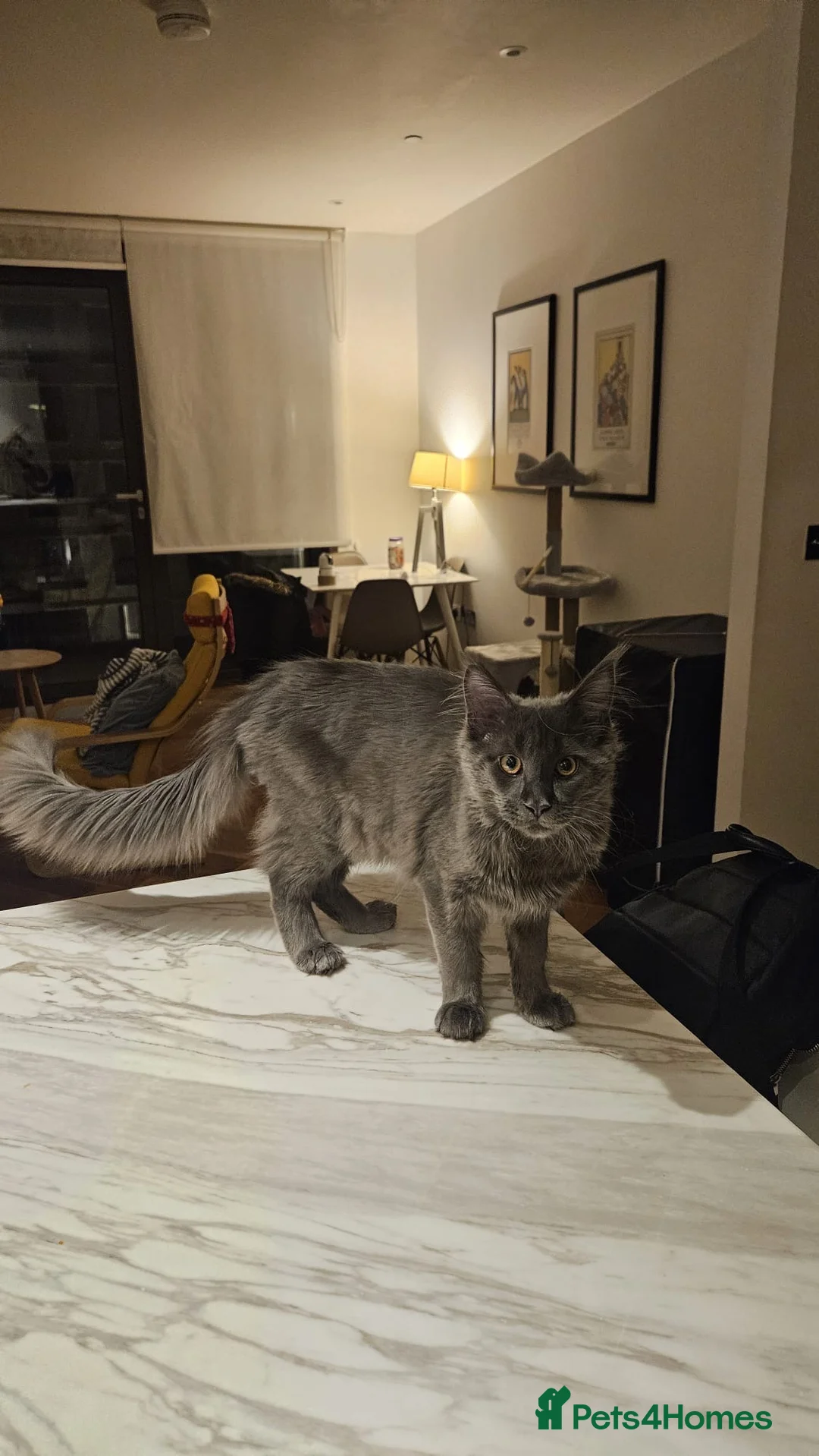 Maine Coon cats for sale: TICA registered female Mainecoon  - Advert 11