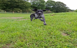 German Shorthaired Pointer dogs for sale: GSP Seeking Forever Home - Image 8
