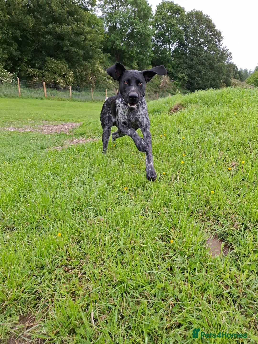German Shorthaired Pointer dogs for sale: GSP Seeking Forever Home - Image 8