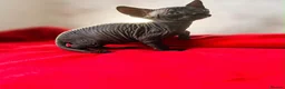 Sphynx cats for sale: Canadian sphynx kittens  - Advert 20