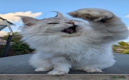 Maine Coon cats for sale: Black Silver Shaded Active proven boy - Image 8