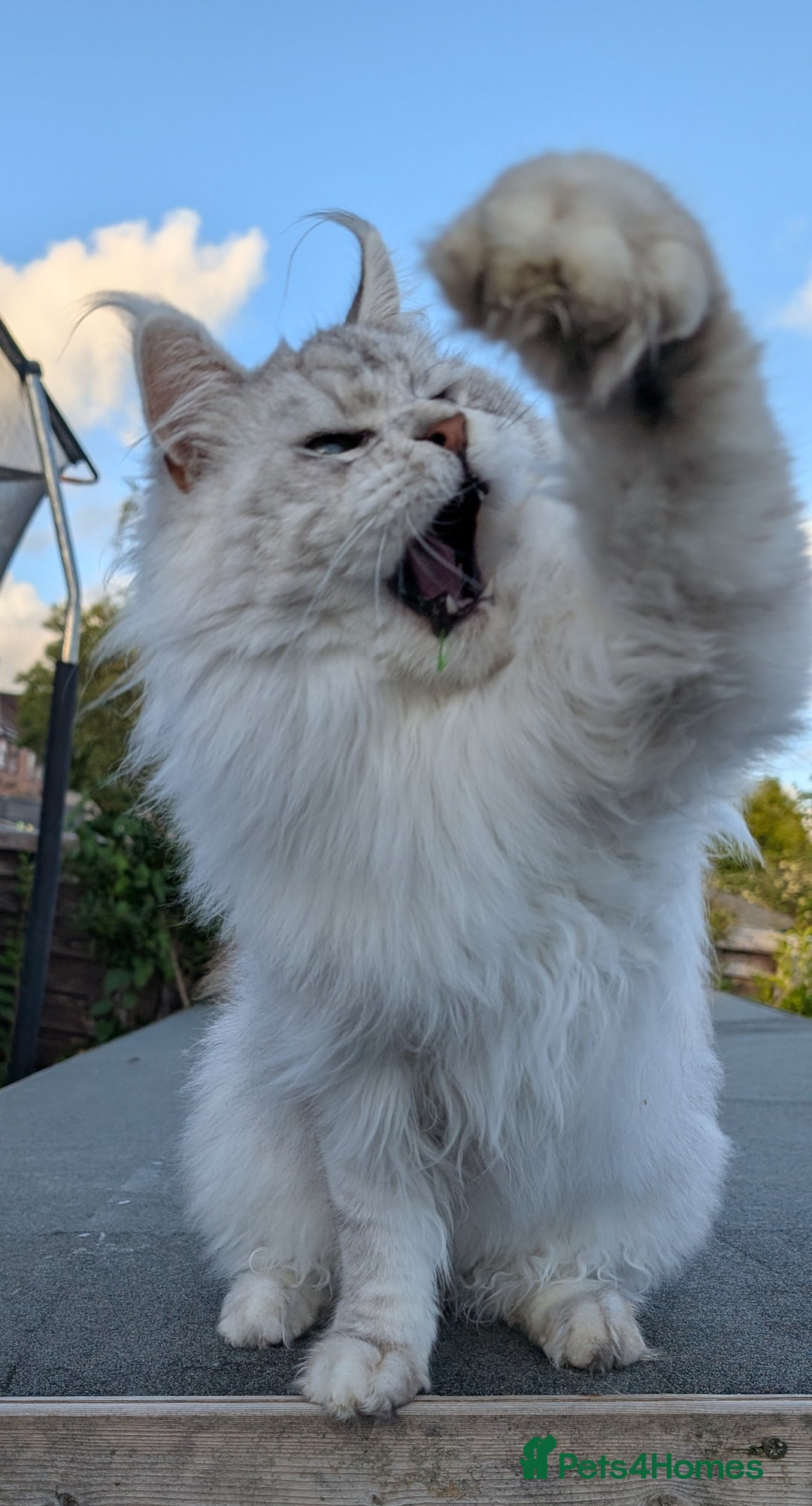 Maine Coon cats for sale: Black Silver Shaded Active proven boy - Image 8