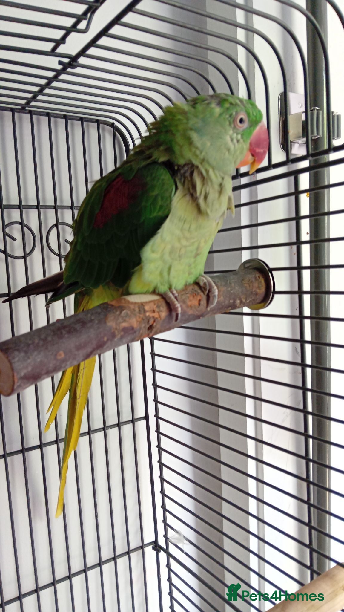 Parrots birds Alexandrine  parrot  - Advert 9