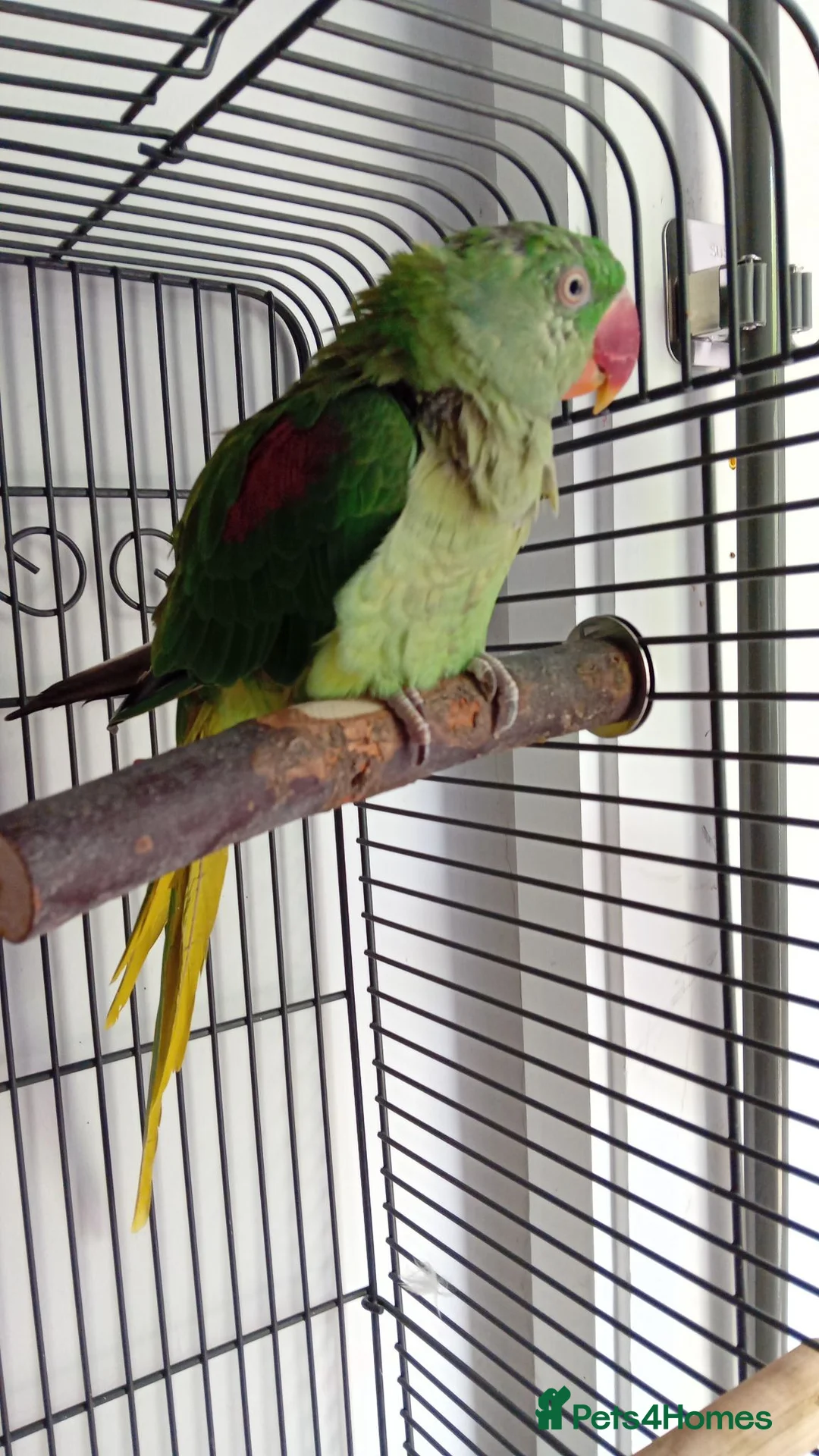 Parrots birds for sale: Alexandrine  parrot  - Advert 1