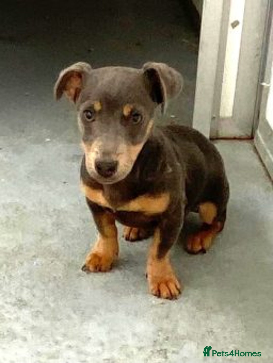 Jack Russell dogs for sale: Beautiful litter of jack Russell puppies  - Image 17