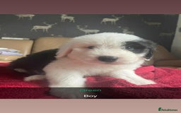 Old English Sheepdog dogs for sale: KC Registered Old English Sheepdog Pups - Image 5