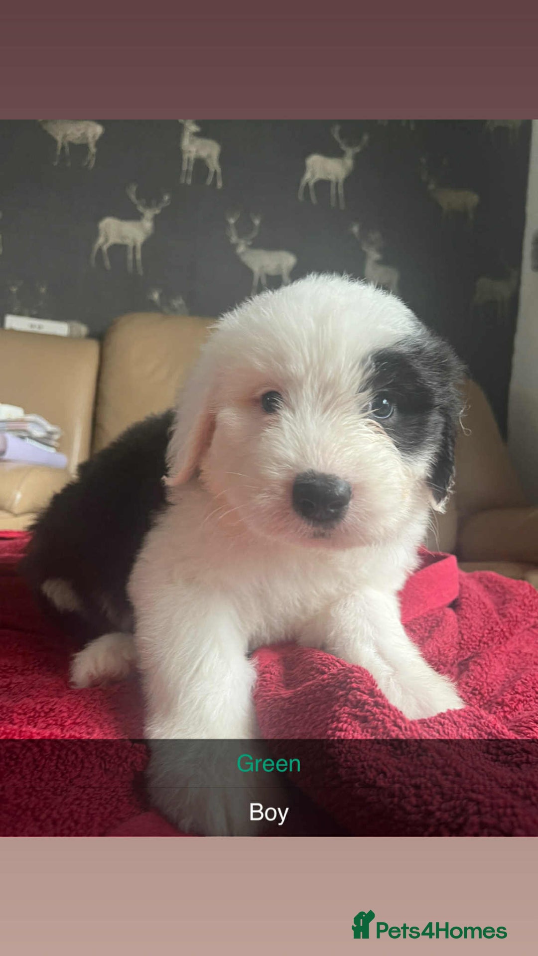 Old English Sheepdog dogs for sale: KC Registered Old English Sheepdog Pups - Image 5