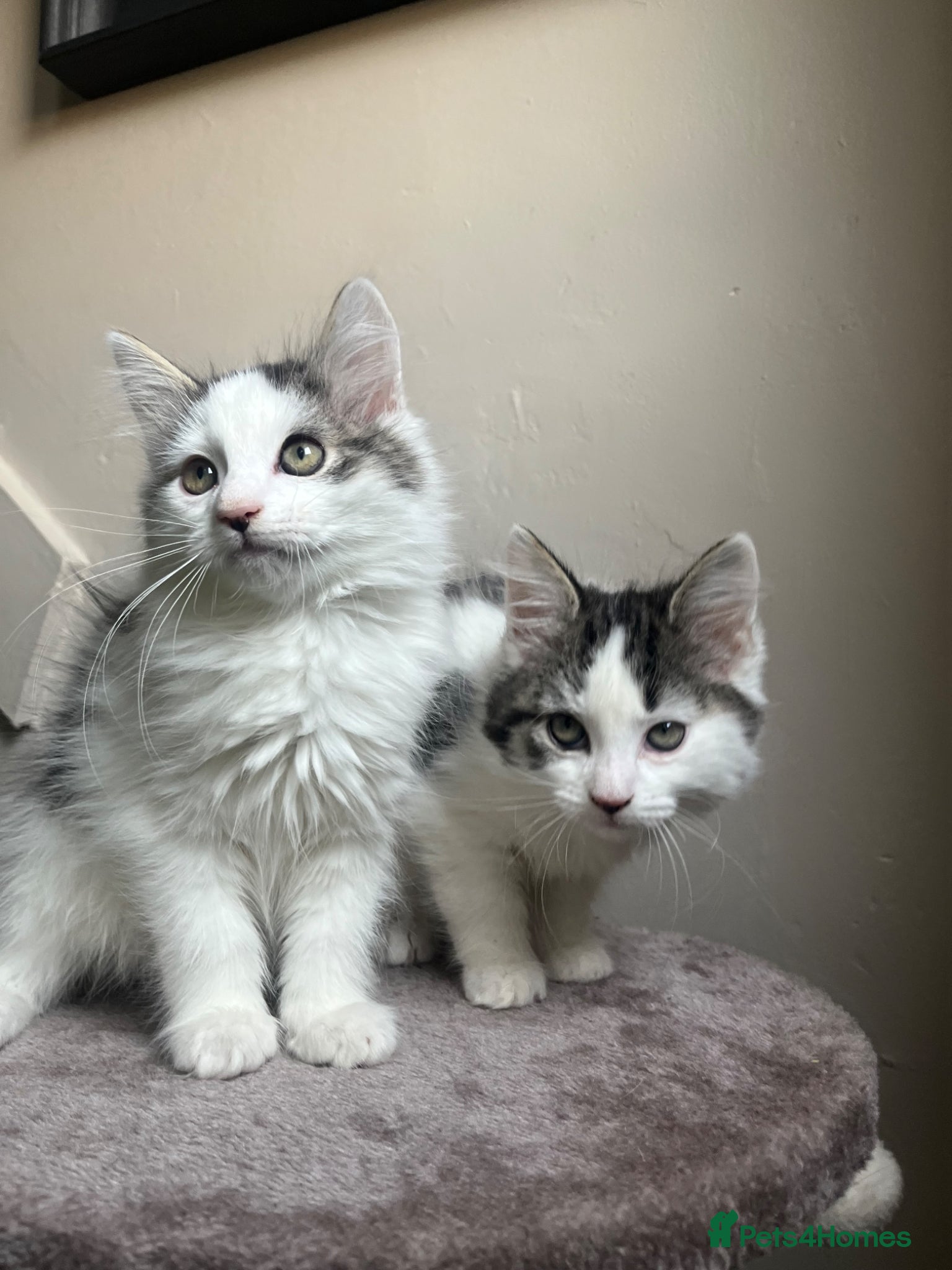 Mixed Breed cats Beautiful kittens - Advert 7