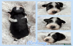Miniature Schnauzer dogs for sale: MAC/BVA CLEAR - ONE GIRL WITH BLACK/RED COLOURING - Image 11