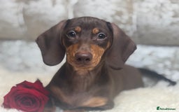 Miniature Dachshund dogs for sale: Kc reg min  Dachshund babies  - Image 10