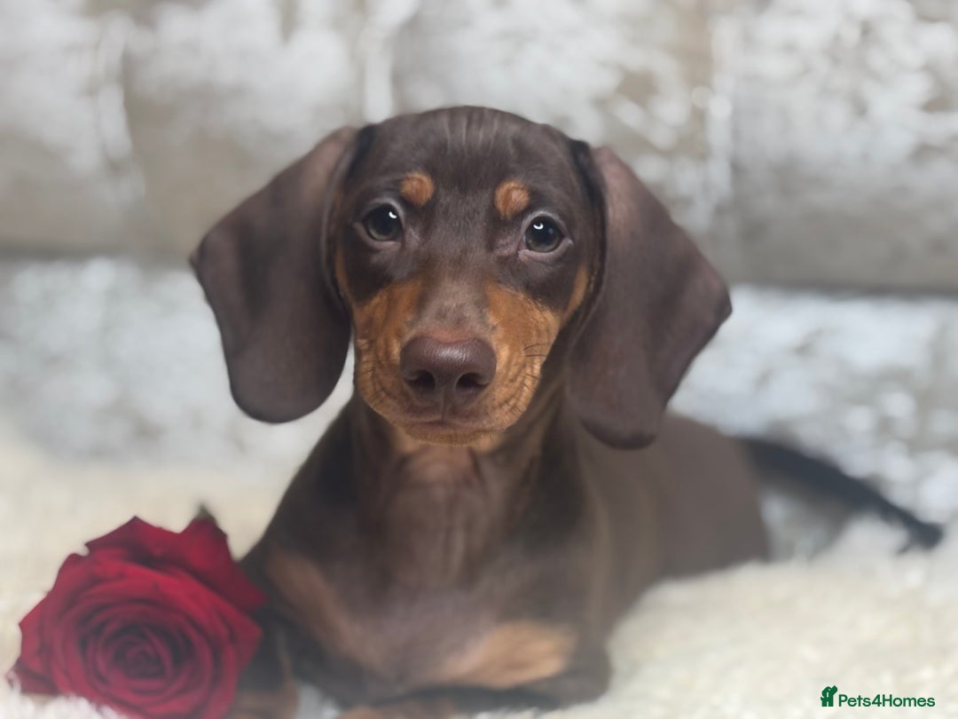 Miniature Dachshund dogs for sale: Kc reg min  Dachshund babies  - Image 10