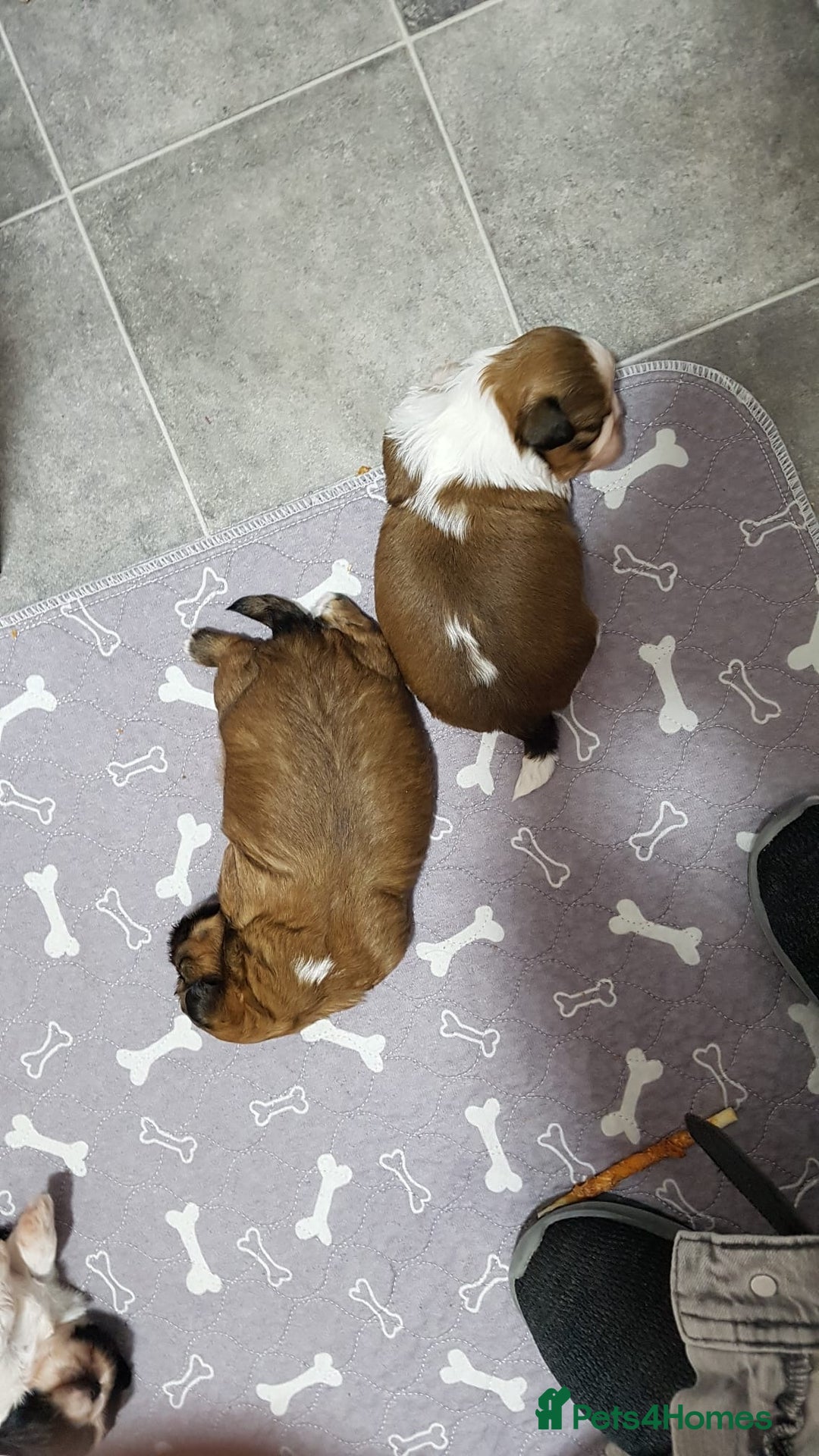 Shih Tzu dogs for sale: Shih Tzu puppies - Image 8