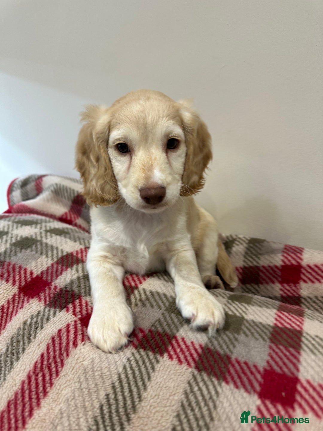 Cockapoo dogs for sale: F2 Cockapoo puppies - Image 1