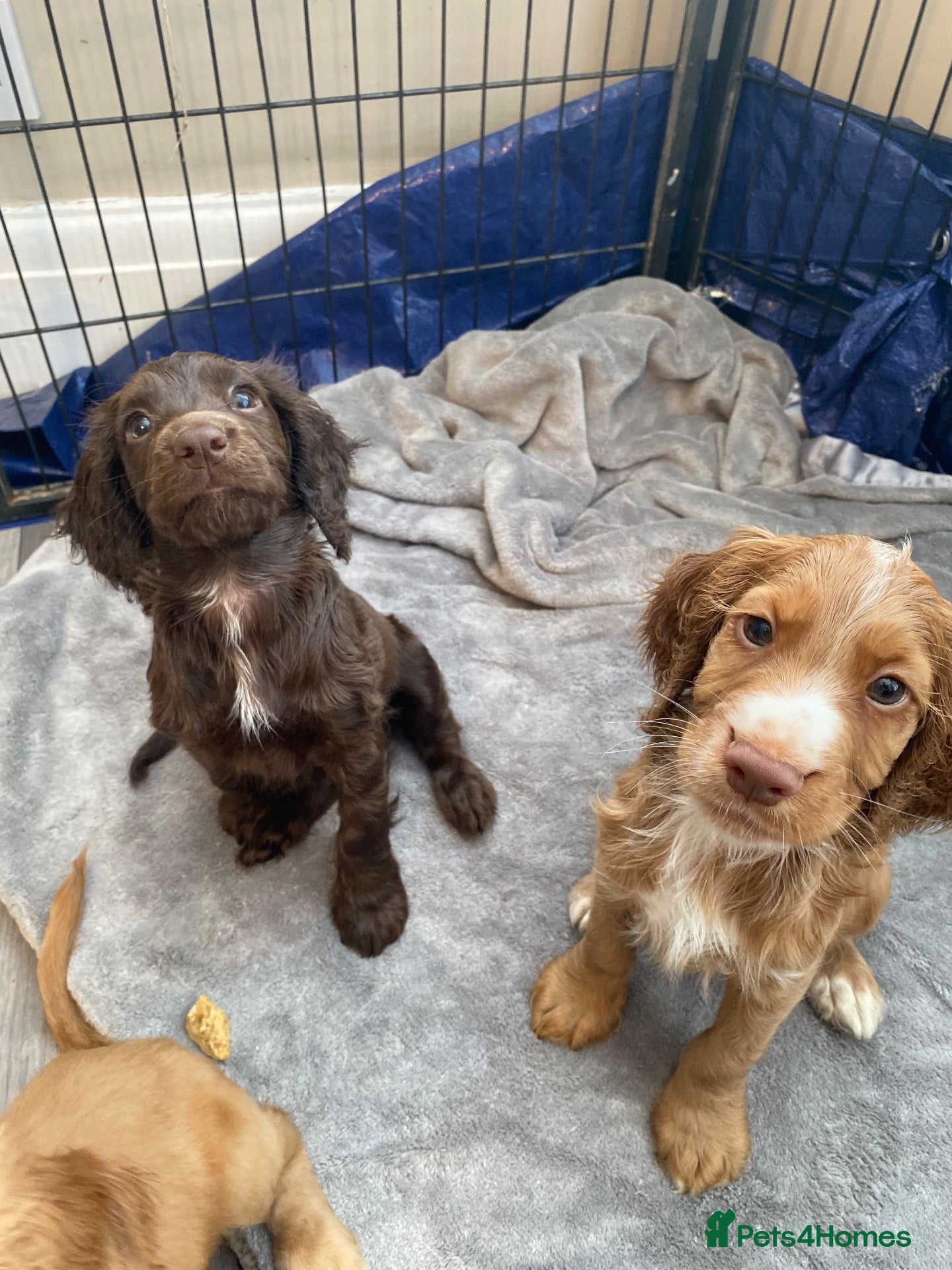 Cocker Spaniel dogs Ready now Working cocker spaniel puppies - Advert 1