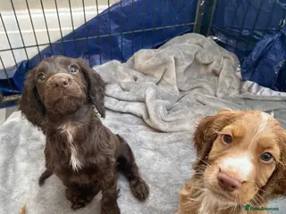 Cocker Spaniel dogs Ready now Working cocker spaniel puppies - Advert 1