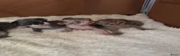 Devon Rex cats for sale: 2026 Devon Rex litters  - Advert 9