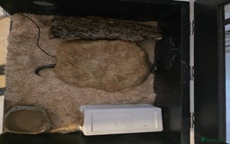 Python Snake reptiles for sale: Mahogany Morph Mojave Ball Python   - Image 6