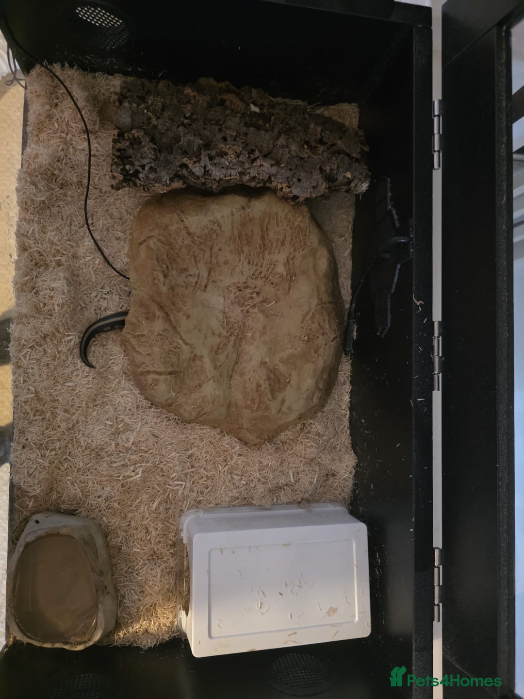 Python Snake reptiles for sale: Mahogany Morph Mojave Ball Python   - Image 6