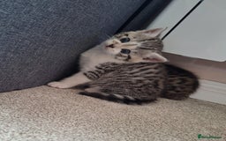 Mixed Breed cats for sale: Three Fluffy Tigers  - Image 14
