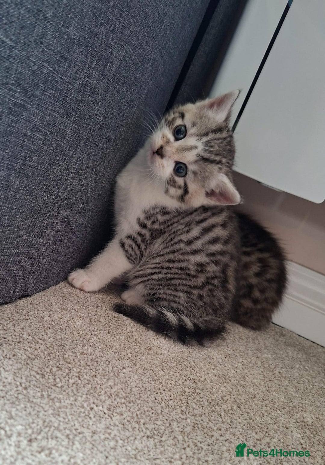 Mixed Breed cats for sale: Three Fluffy Tigers  - Image 14
