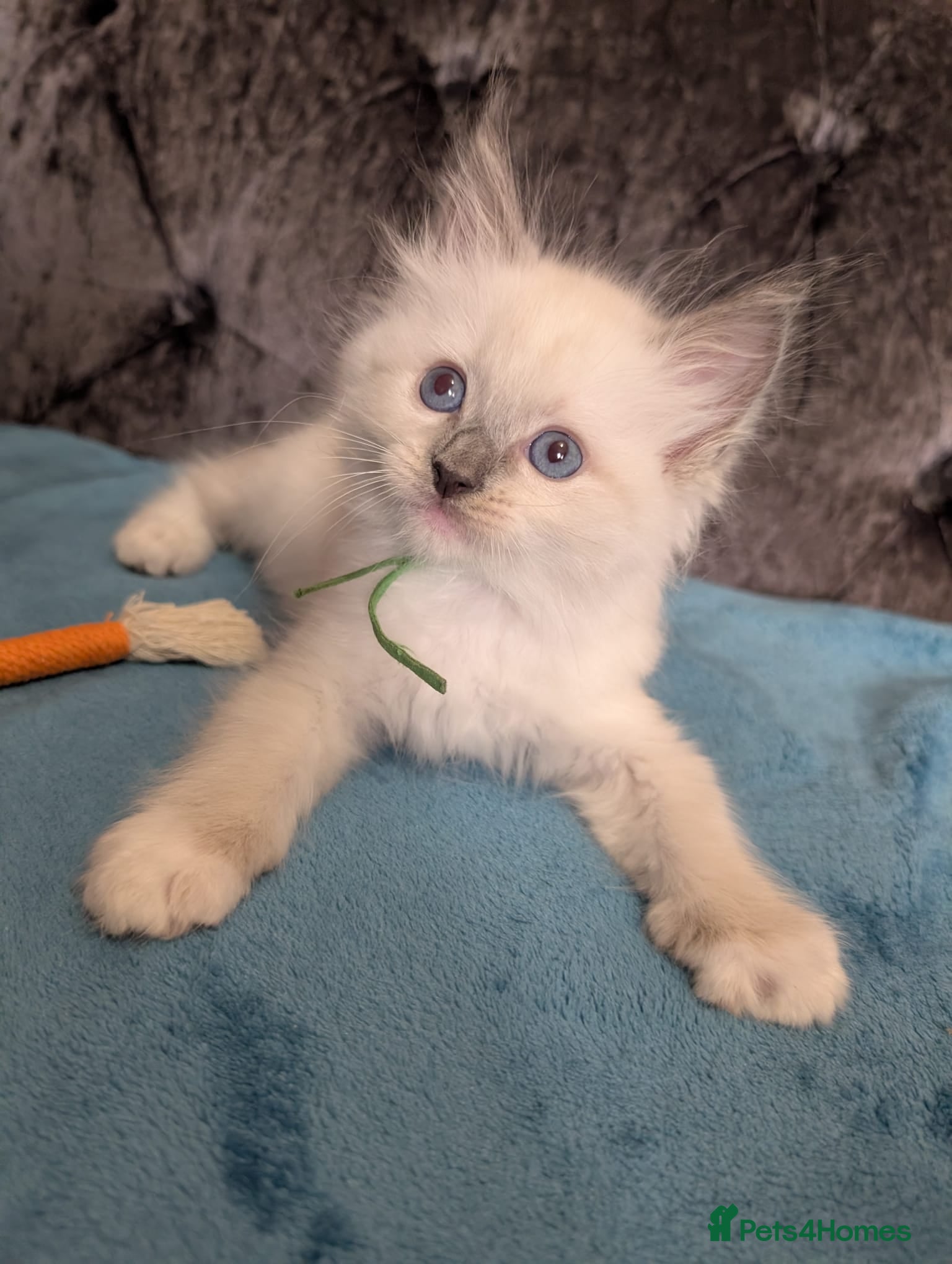 Ragdoll cats 💙GCCF 💙💛Ragdoll blue point mitted kittens  - Advert 1
