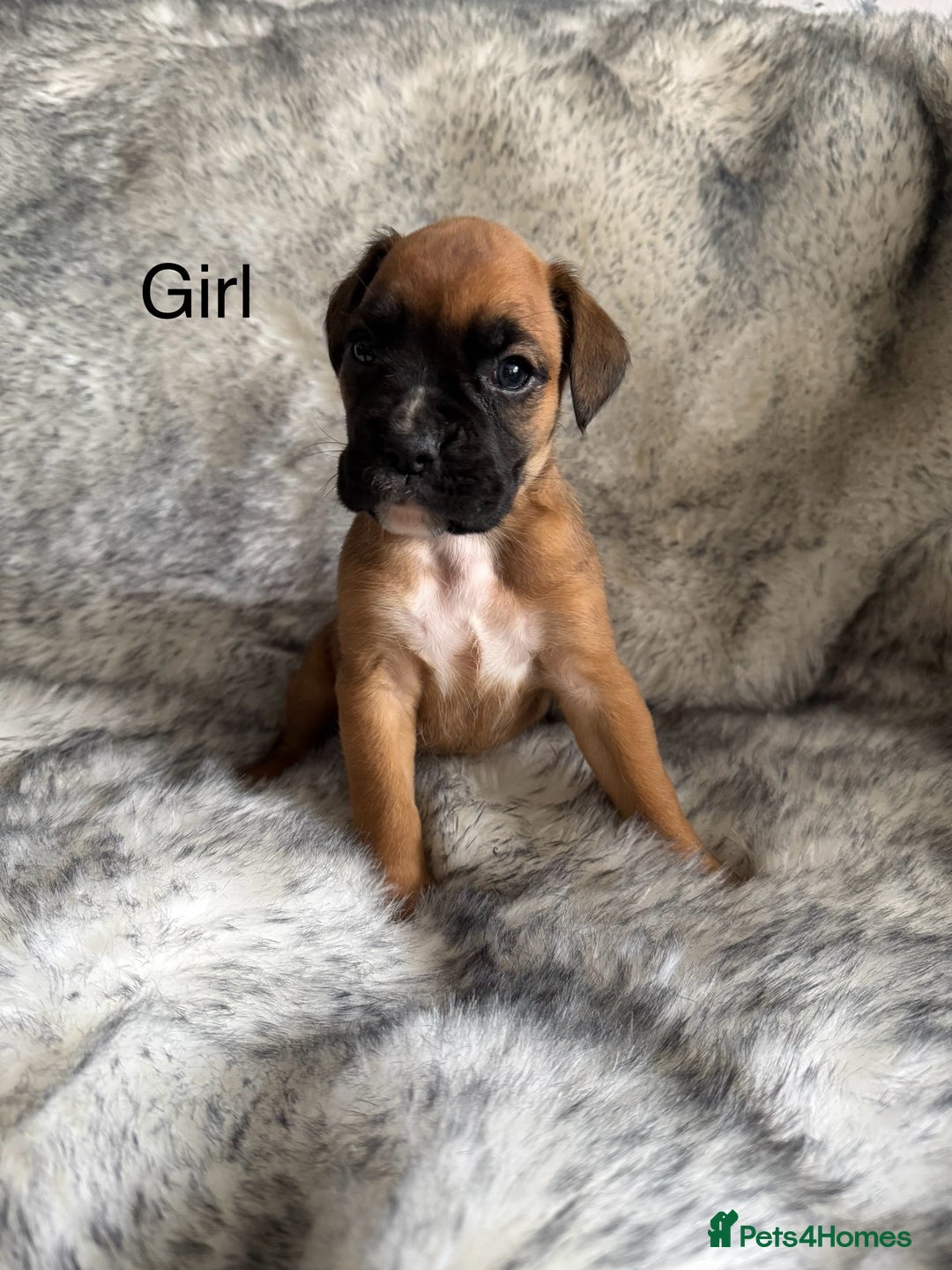 Boxer dogs for sale: Adorable Boxer Puppies - Ready Soon - Image 4